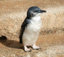 Grumpy little penguin Meme Template