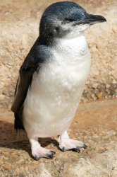 grumpy penguin Meme Template