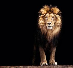 The lion Meme Template