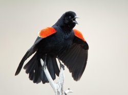 Blackbird Meme Template