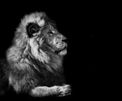 The Lion Meme Template