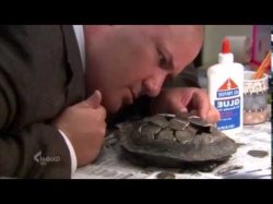 Kevin Turtle Meme Template