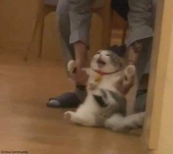 cat being dragged Meme Template