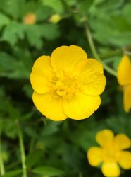Buttercup Meme Template