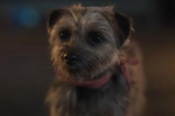 Reggie(Strays) Meme Template