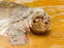 turtle Meme Template
