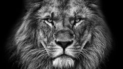 The lion Meme Template