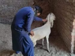 muslim's and goats Meme Template
