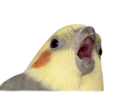 Cockatiel master Meme Template