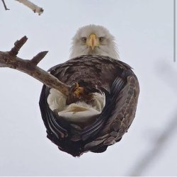 eagle underneath Meme Template