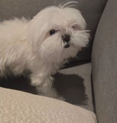 Molly Meme Template