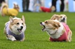 Angry corgi Meme Template