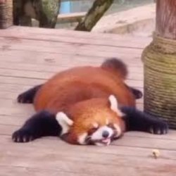 Sleepy Red Panda Meme Template