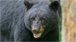 Bear threatens Children, Man shoots Bear Meme Template