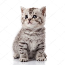 stock kitty Meme Template