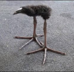 Pukeko Meme Template