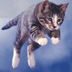 Flying cat Meme Template
