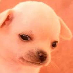 Kesi perrito Meme Template