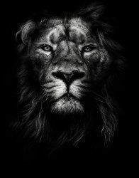 The lion Meme Template