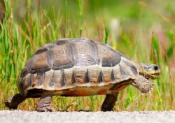 Slow turtle Meme Template