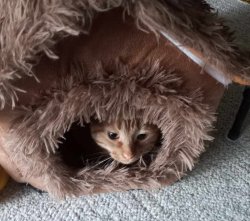 Pumpkin Cat In Her House Meme Template