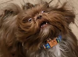Funny dog Meme Template