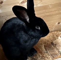 Bunny Meme Template