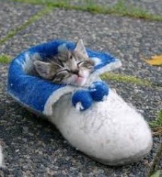 kitten sleeps in shoe Meme Template