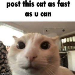 cat spam Meme Template