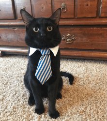 cat with tie Meme Template