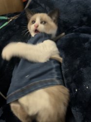 Big butt cat Meme Template