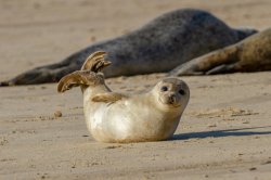 baby seal Meme Template