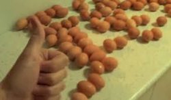 EGG Meme Template