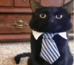 Business Cat Meme Template