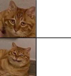 Scrungy Cat Meme Template