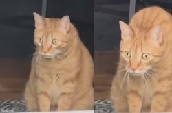 Surprised orange cat Meme Template