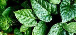 Laurel Leaves Meme Template