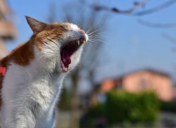 Yelling cat Meme Template