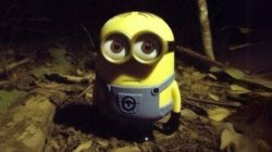 minion Meme Template