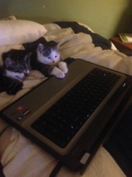 Kittens Laptop Meme Template
