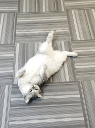 Funny cat Meme Template