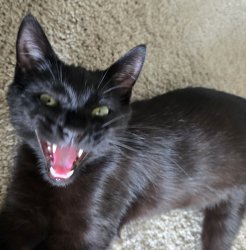 Black cat Meme Template
