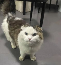 GRUMPY CAT Meme Template