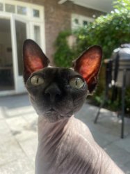 confused cat Meme Template
