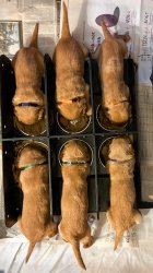 Puppy Brunch Meme Template