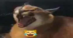 floppa laugh Meme Template