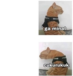 Cukurukuk Cat Meme Template