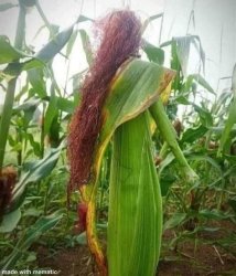 cornhub Meme Template