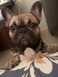 Frenchie Meme Template