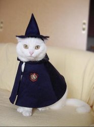 wizard cat Meme Template